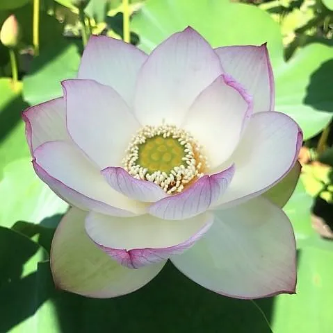 American Three-Color Lotus (Bare Root)